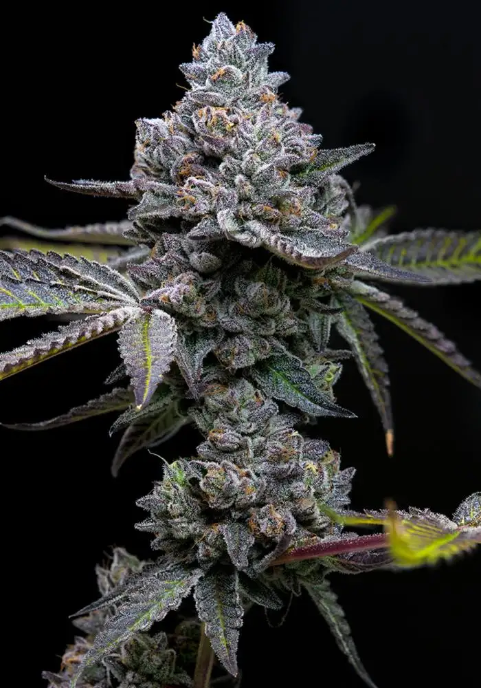 Apple Fritter