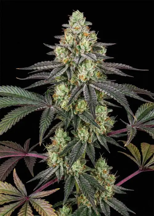 Girl Scout Cookies