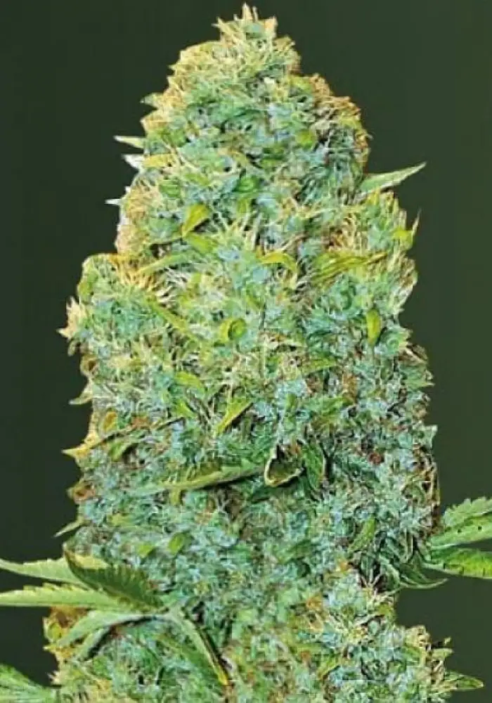 Auto Amnesia Haze
