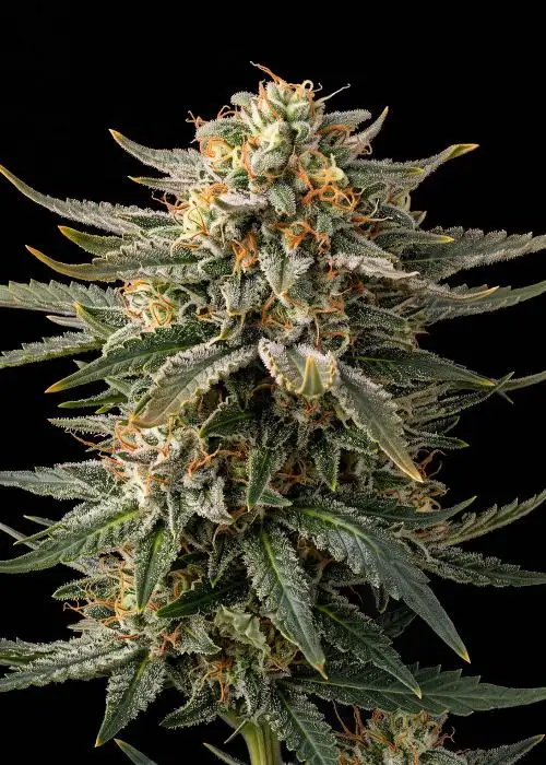 Lemon Pie