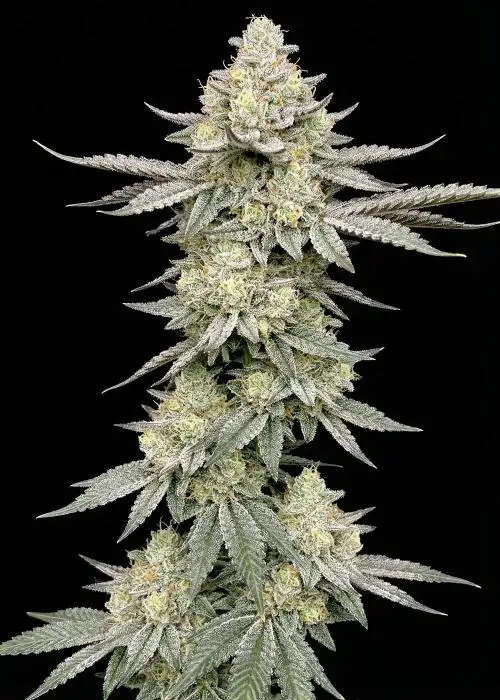 Blue Dream