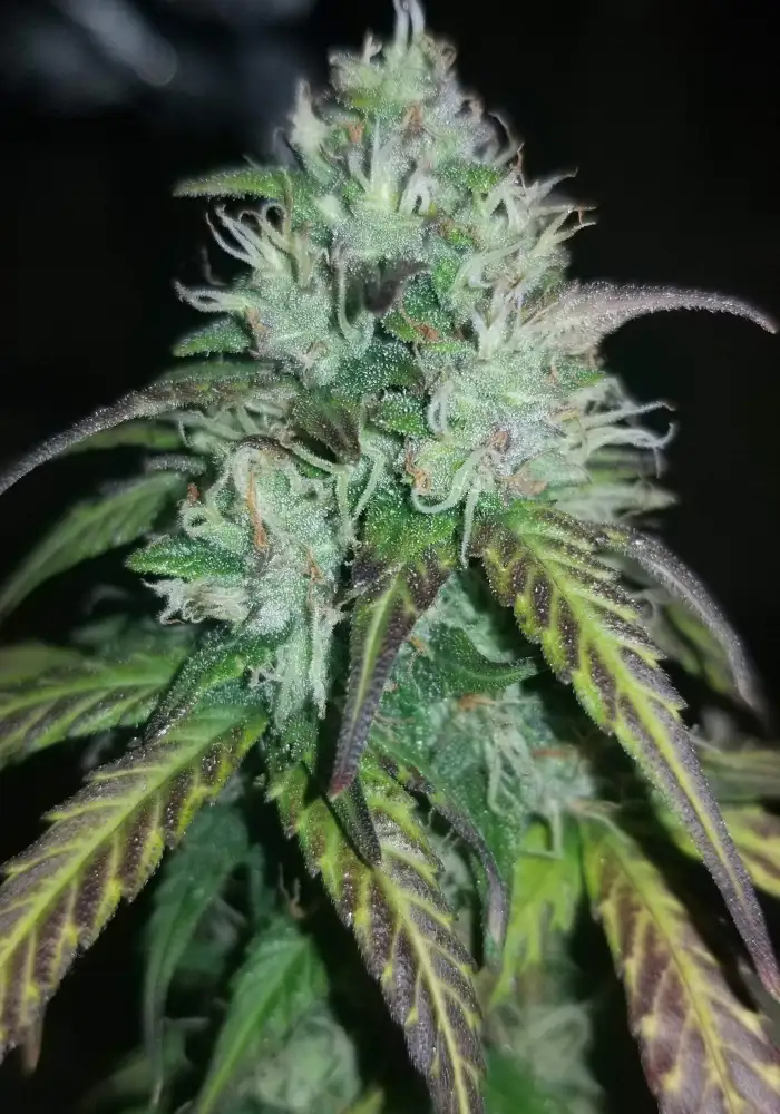 Auto Green Wild Shark