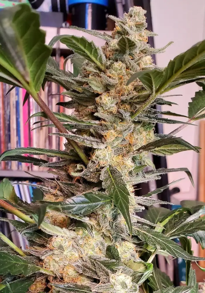 Auto White Widow