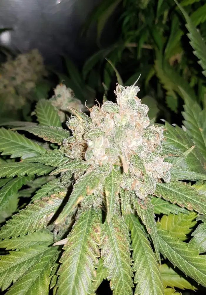 Caramelino
