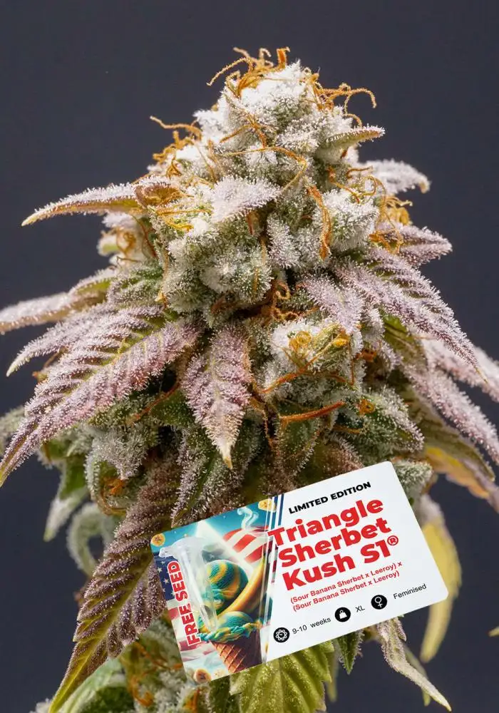 Triangle Sherbet Kush S1