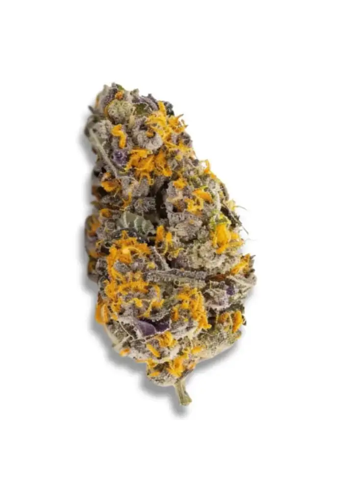 Cherry Punch feminized