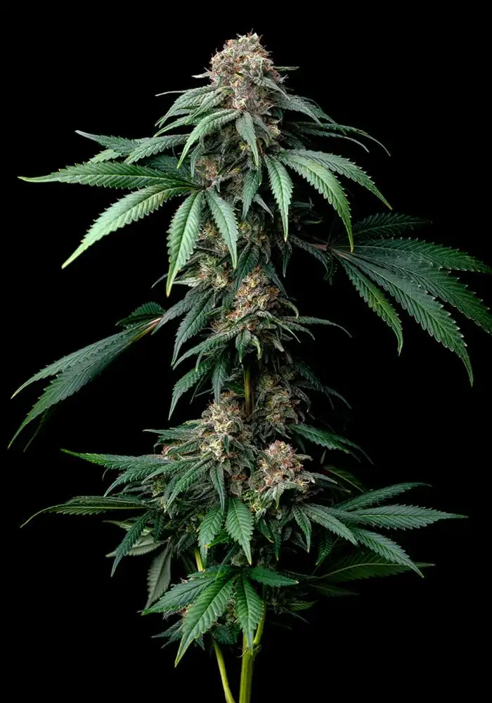 Mendo Breath