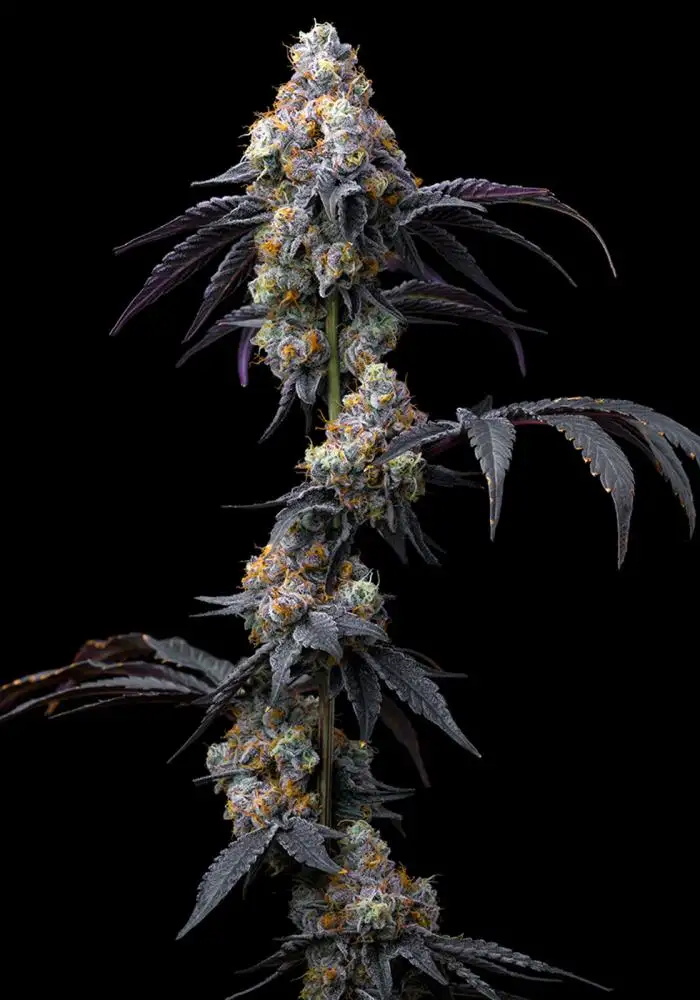 Rainbow Sherbet
