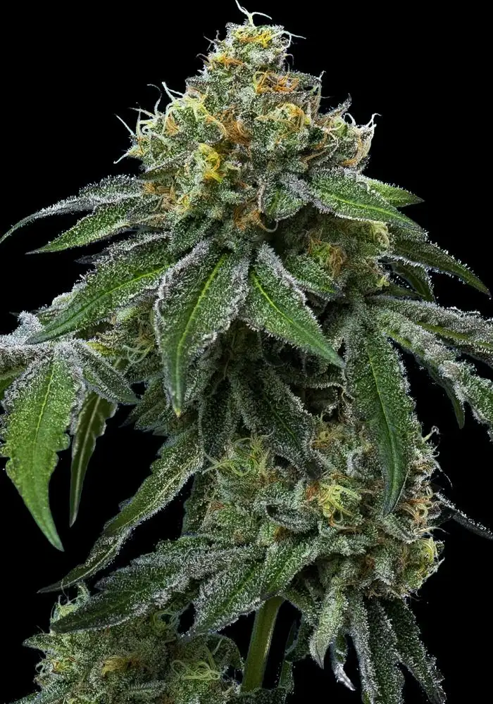 RS11 x Banana OG