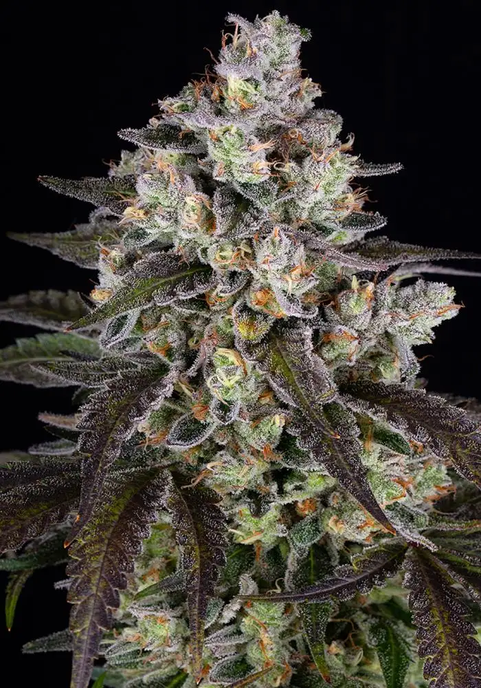 Trainwreck