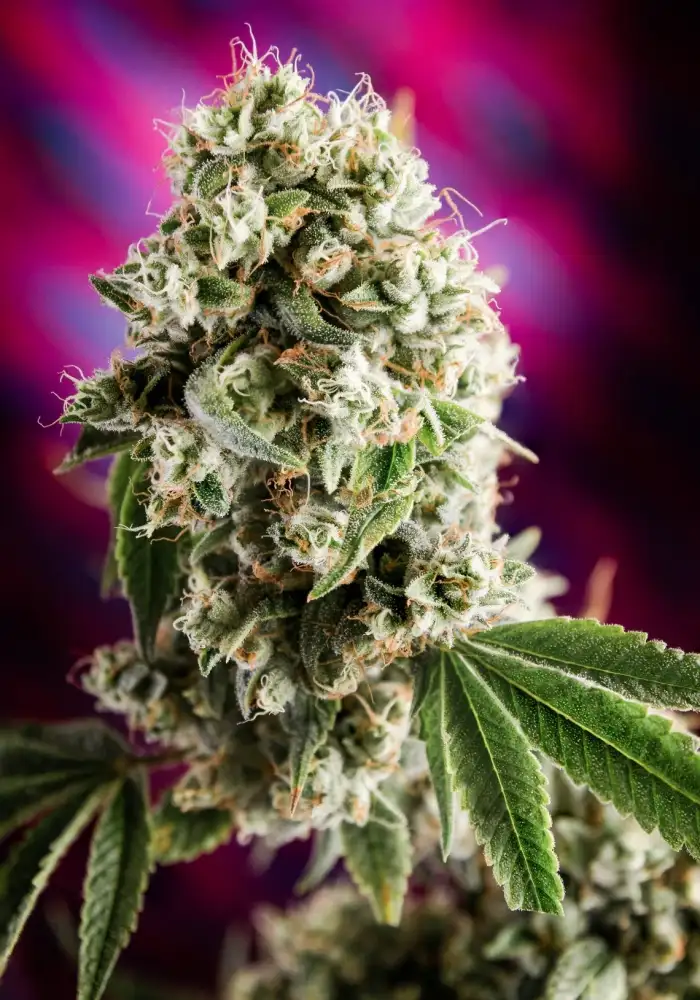 Quantum Kush
