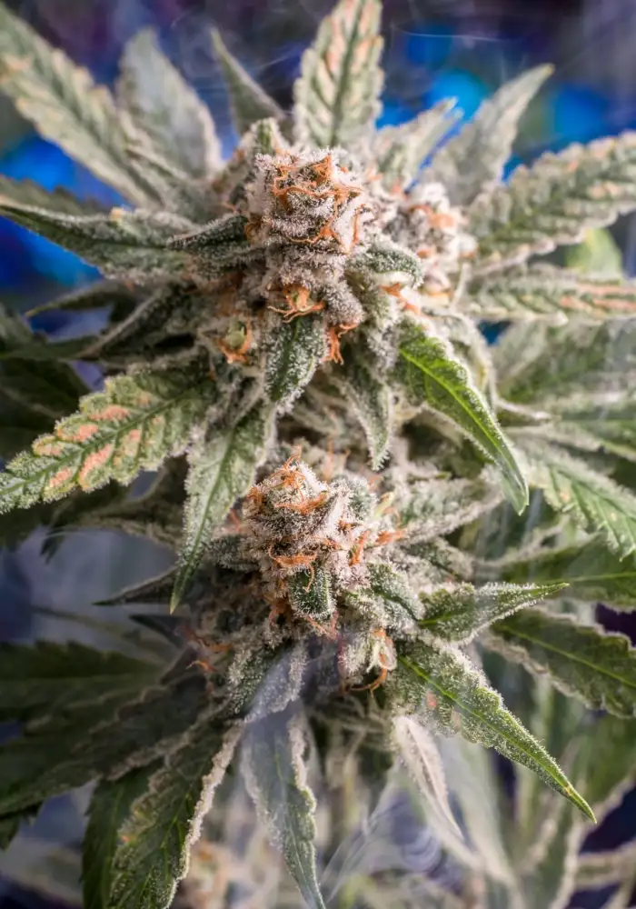 Frost Boss