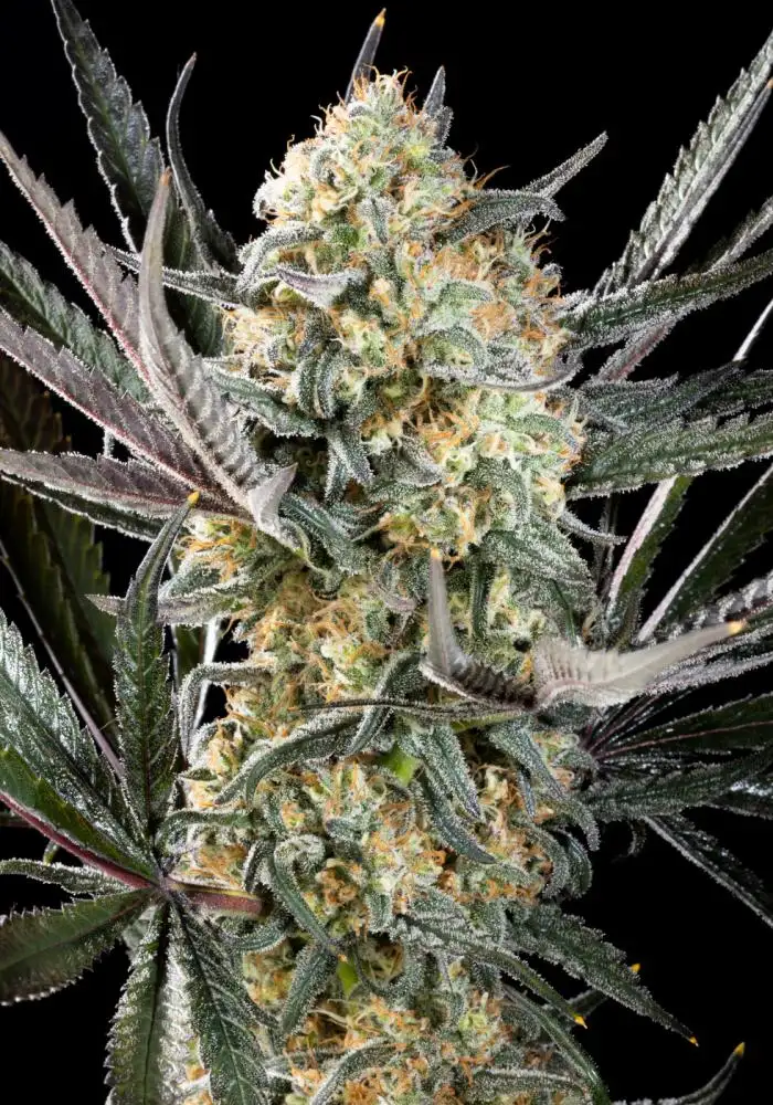 Apple Fritter