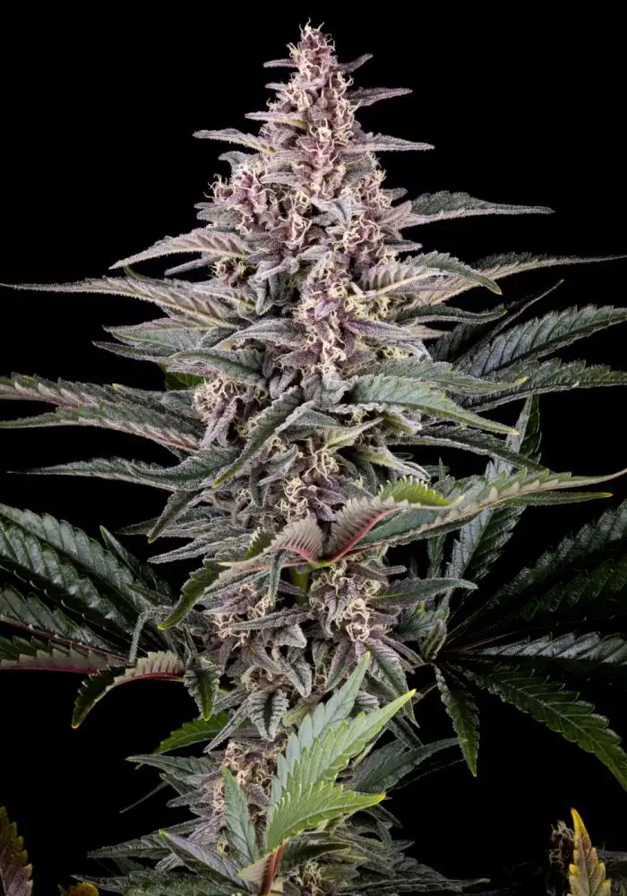 Pink Gelato