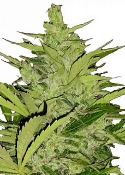 Fast Eddy Automatic CBD Strain Info / Fast Eddy Automatic CBD Weed By Royal Queen Seeds