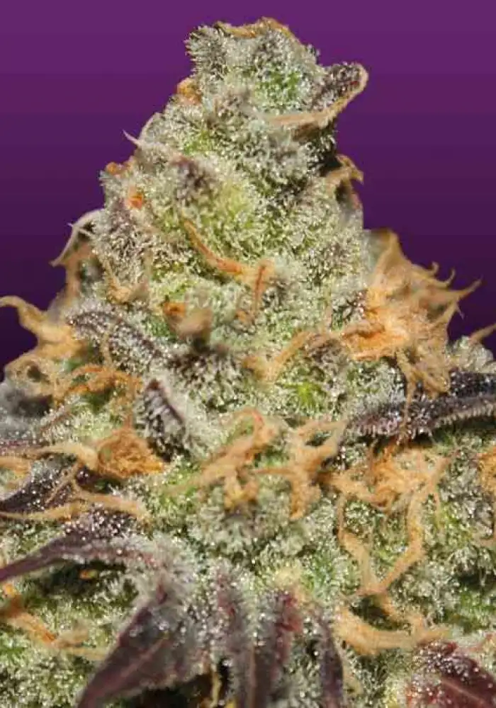 Blue Kush Berry
