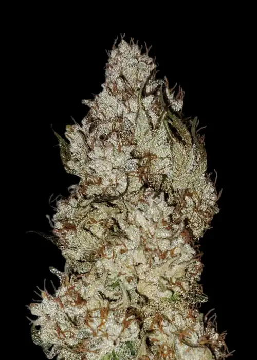 Platinum OG