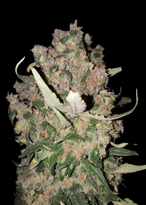 Mendo Breath Auto