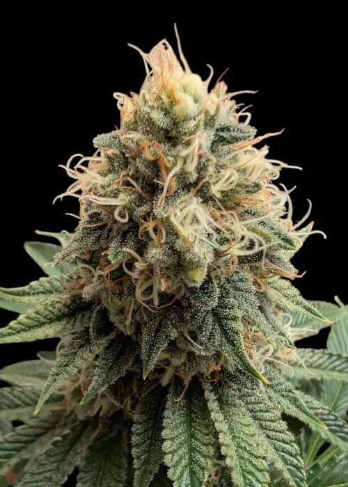 LSD 