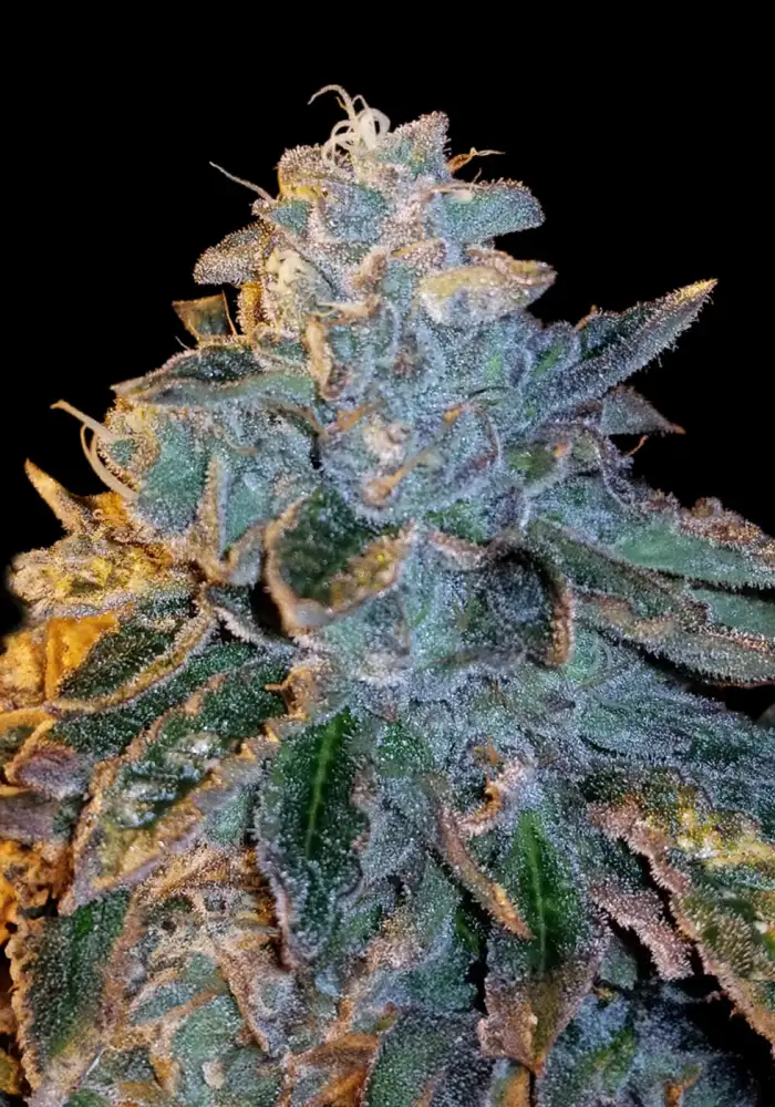 LA Kush Cake