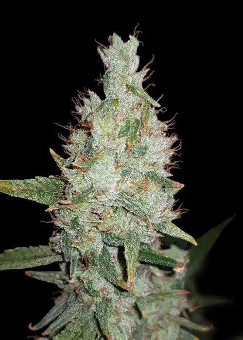 Hawaiian Snow Auto