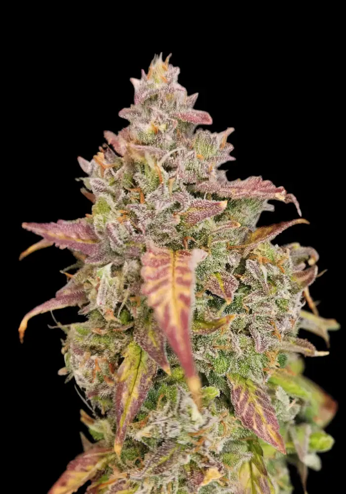Cherry Cookies Auto