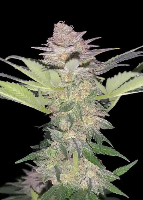 Black Domina Auto