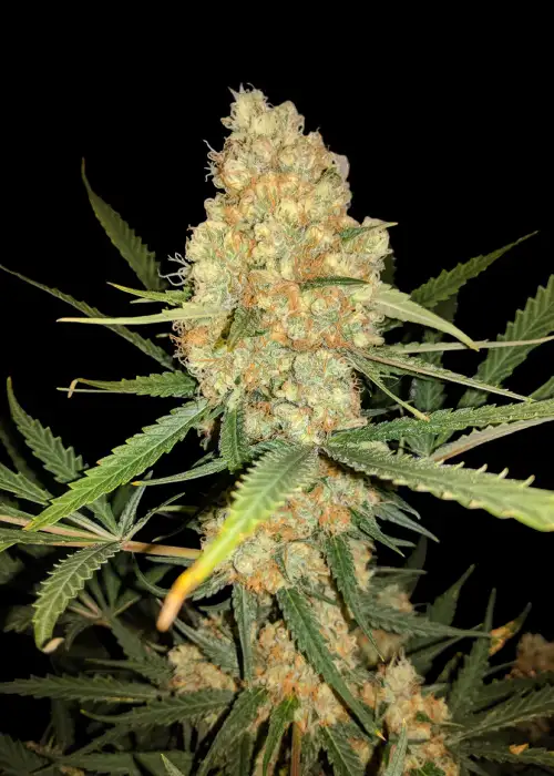 Afghan Regular