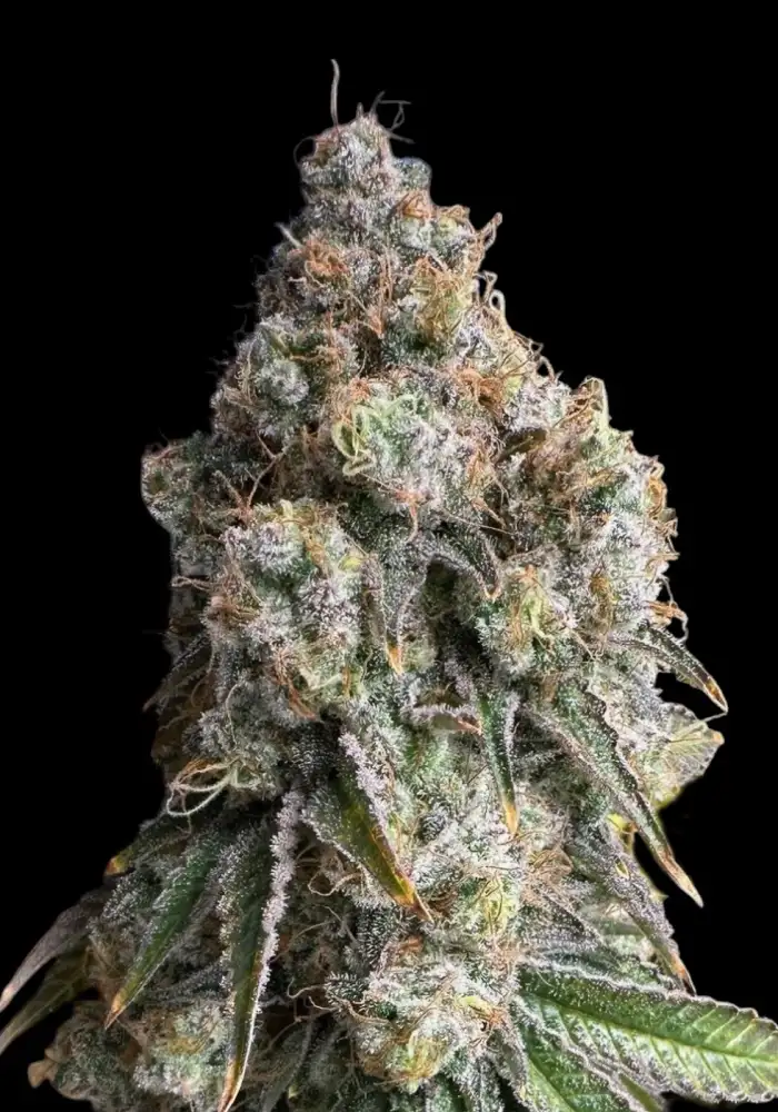 Wifi OG Haze