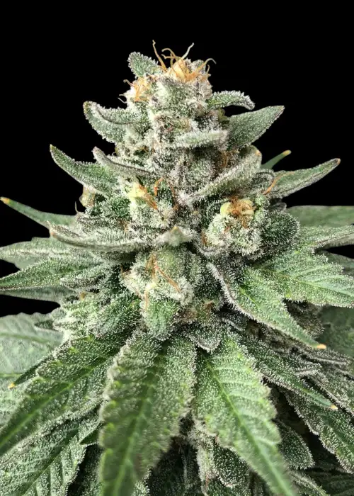 White Widow Regular
