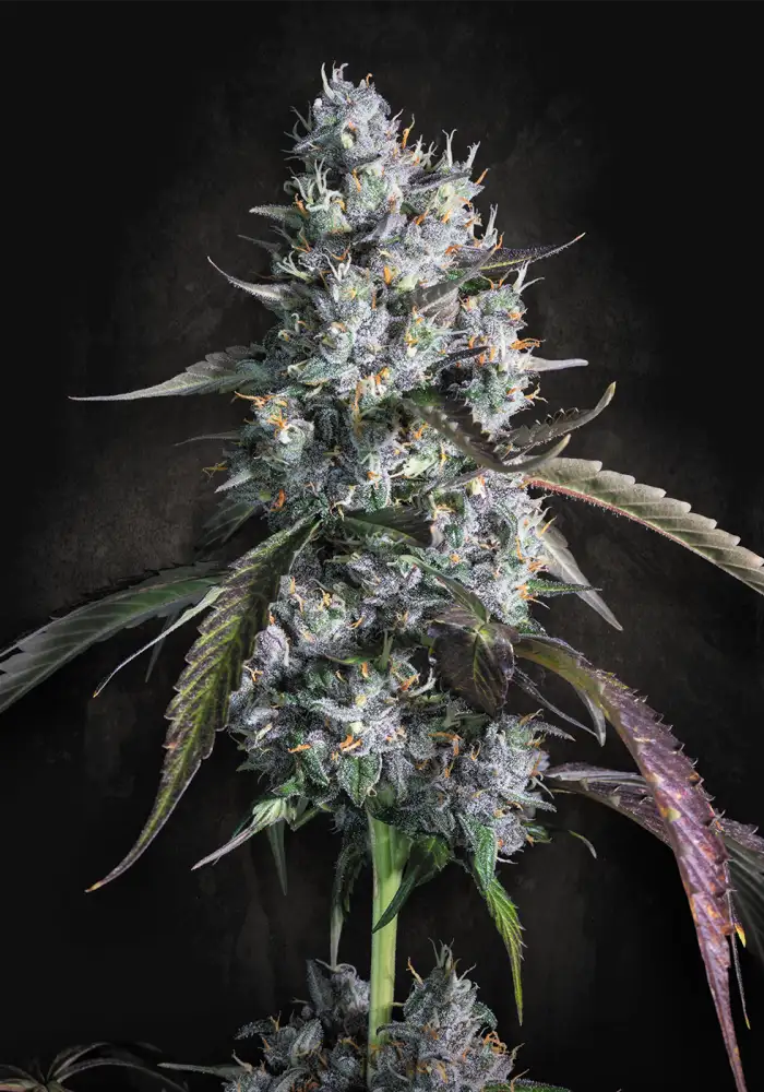 Red Velvet Auto