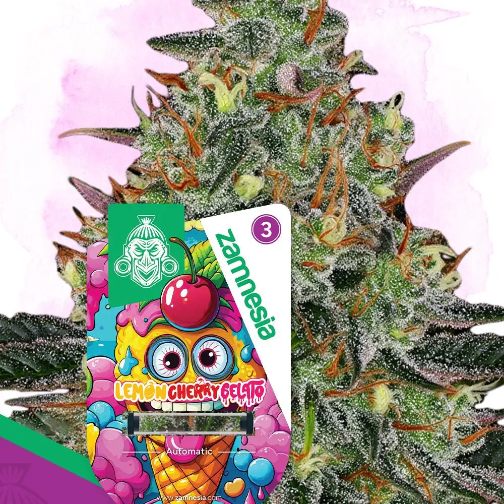 Lemon Cherry Gelato Automatic Seeds by Zamnesia Seeds - GrowDiaries