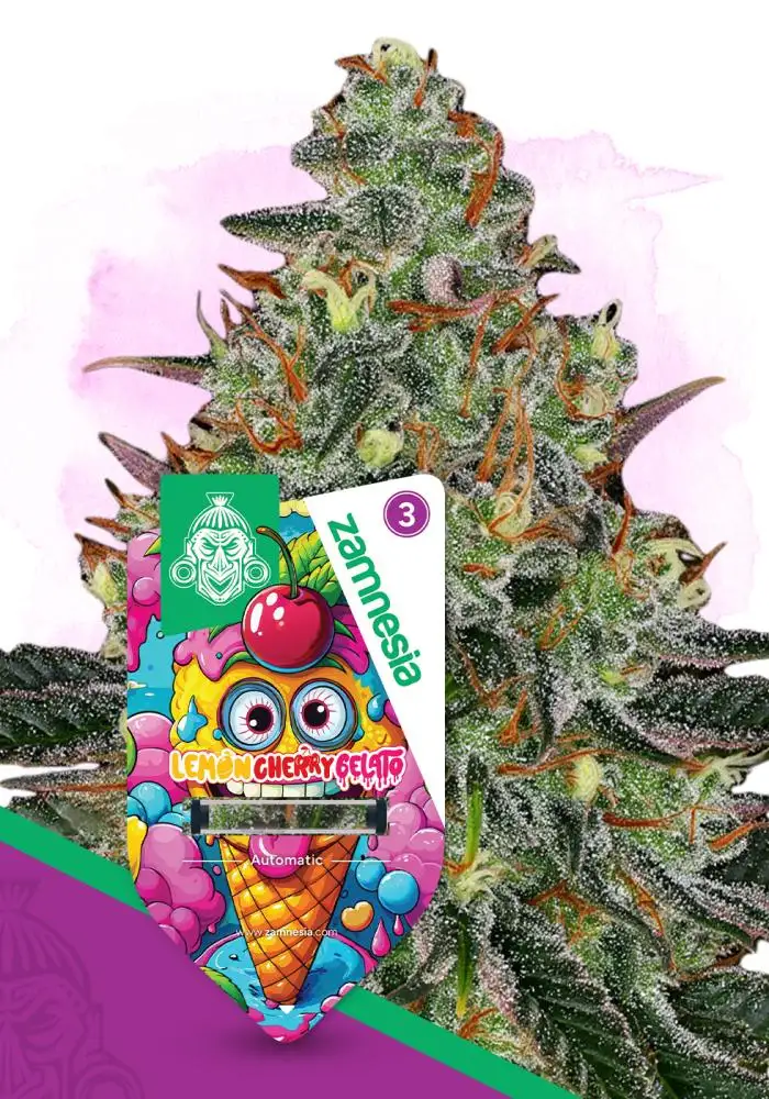 Lemon Cherry Gelato Automatic