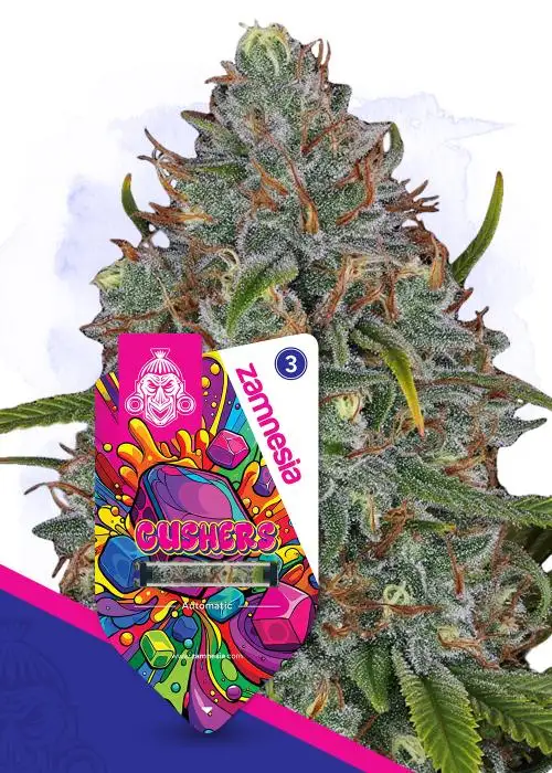 Gushers Automatic