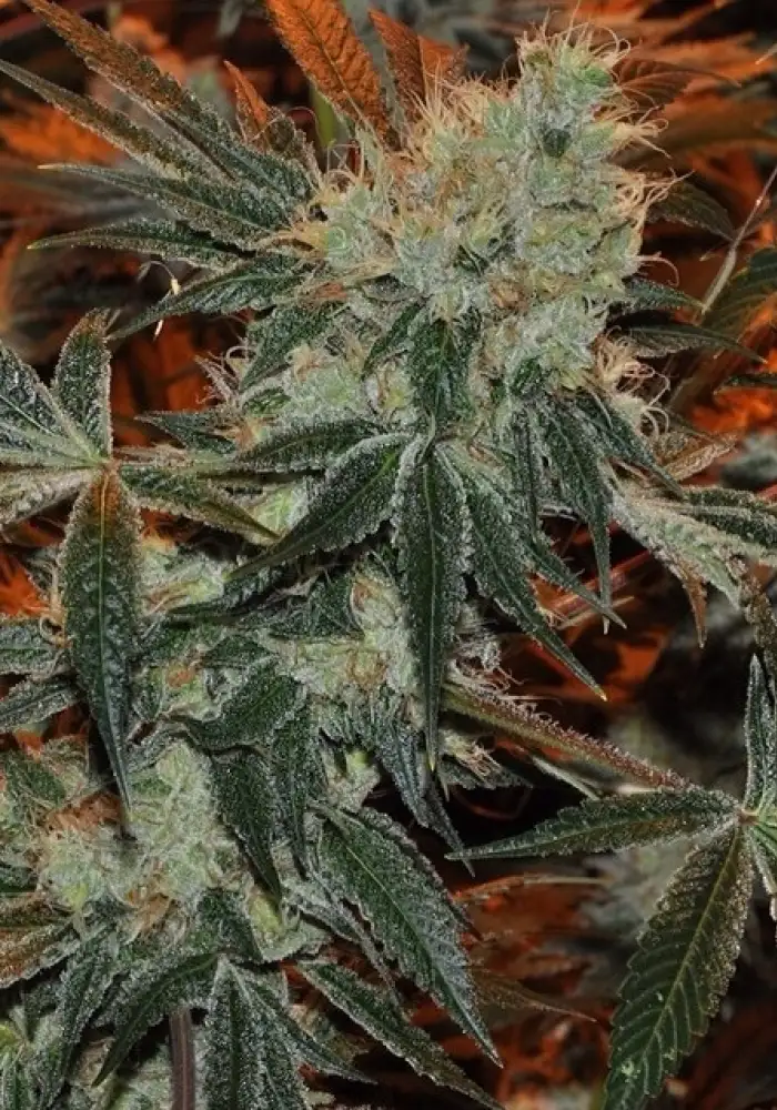 Dragons Breath