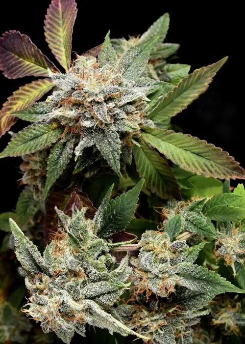 Anubis x Sunset Sherbet