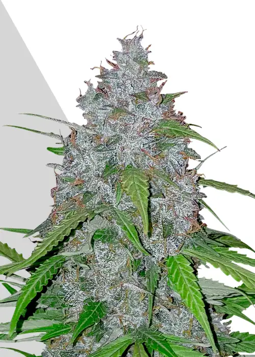 White Widow