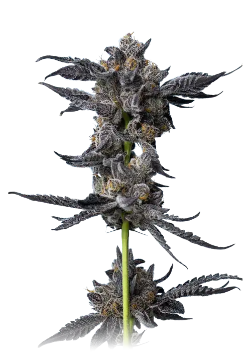 Cookies Gelato