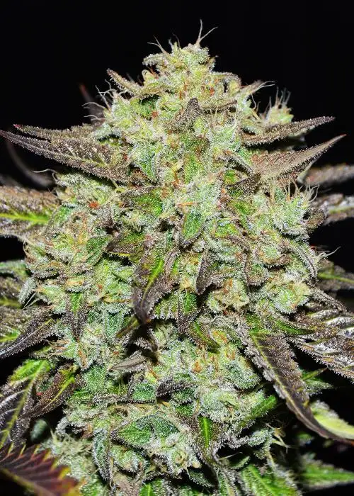 Purple Mango Kush