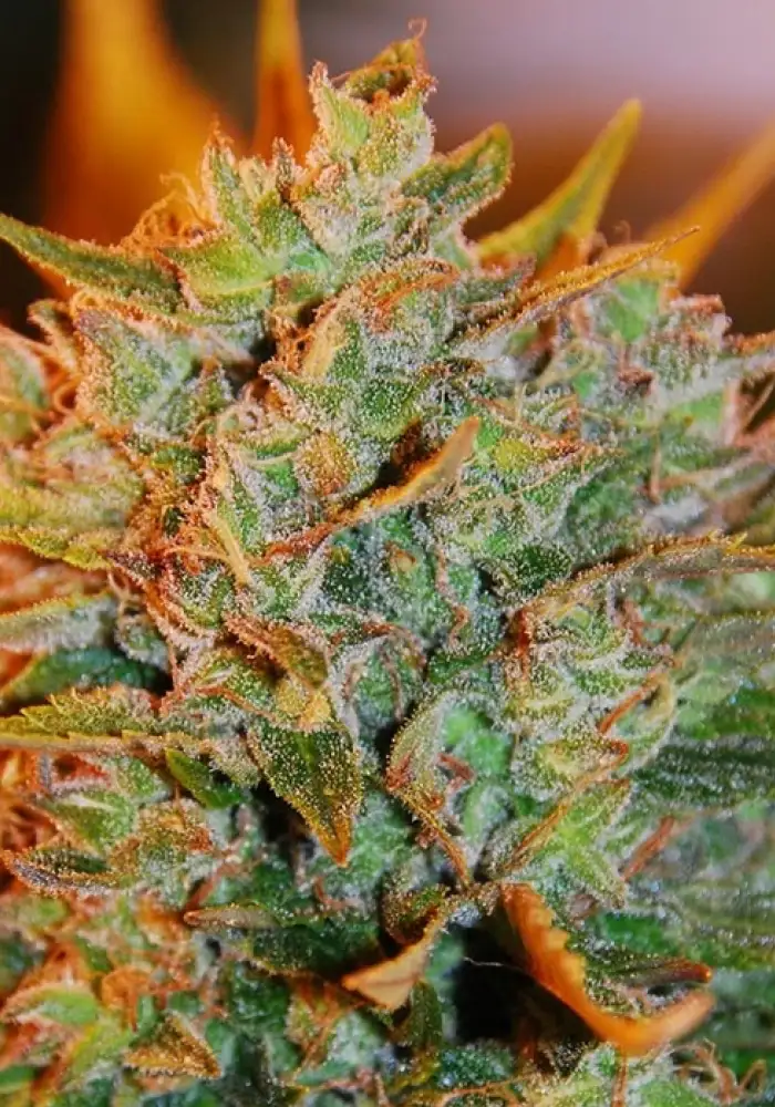 Northern Lights x Big Bud Auto