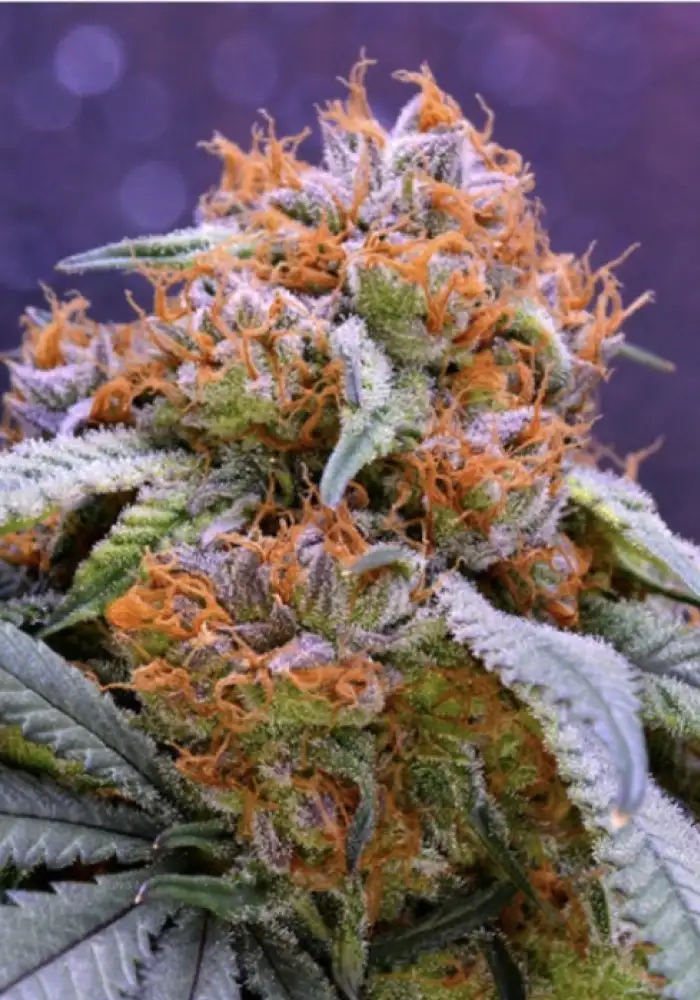 Gorrila Glue #4 × Lilly