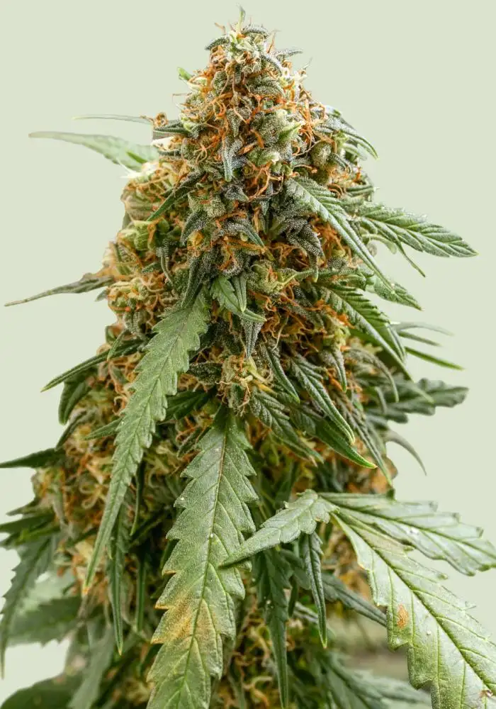 Sticky Queen