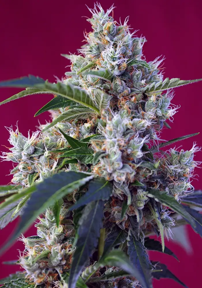 Indigo Berry Kush® 