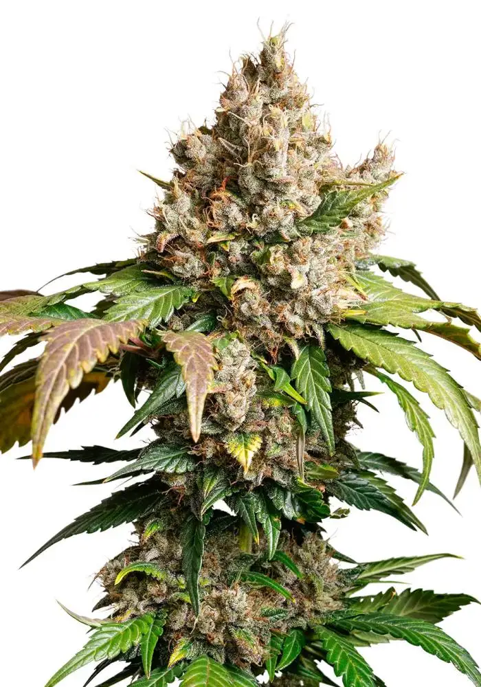 Auto Red Tropicana Cookies