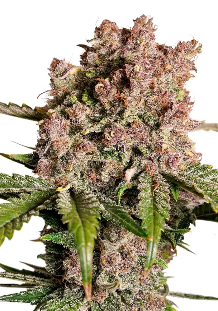 Auto Strawberry Soda