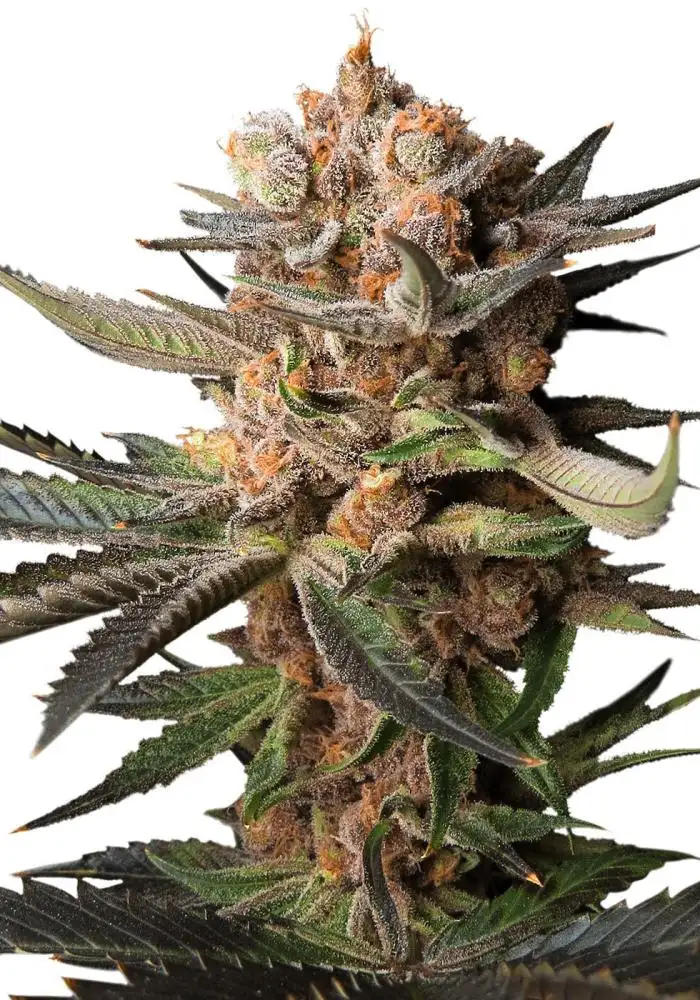 Auto Frozen Biscotti