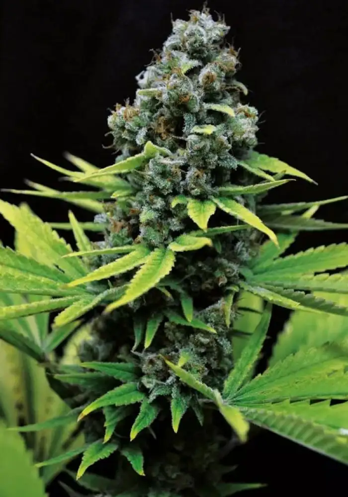 CBD Shark Shock