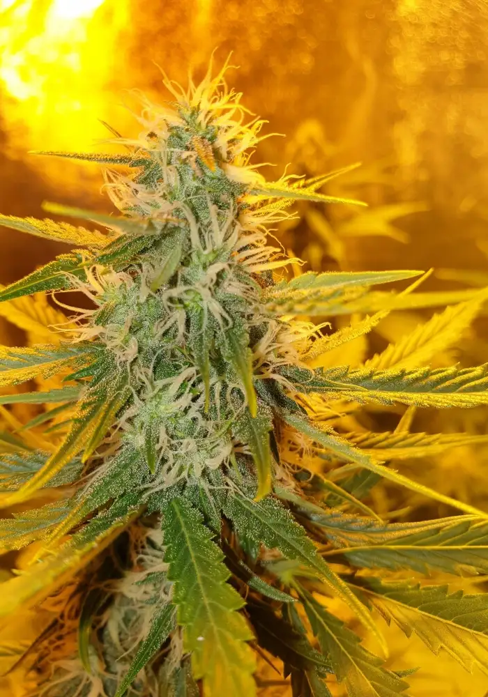 Illuminauto №26 ManBearAlienPig 