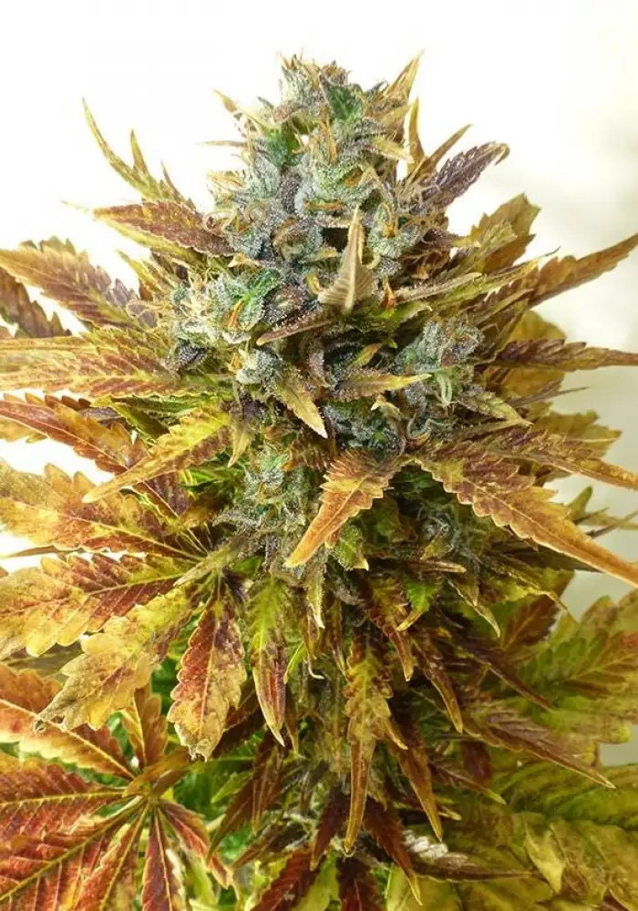 Sour Diesel Haze Auto 