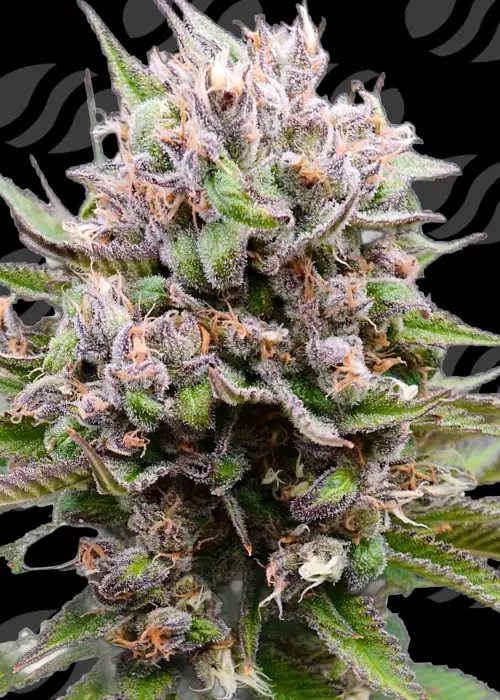 Auto Cotton Berry Rush